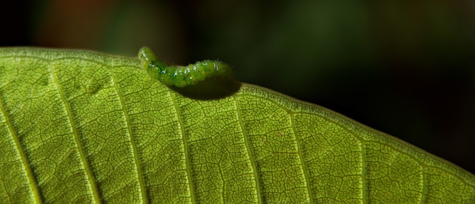 La trama del bruco di AntoMarPh