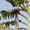 Banana inflorescence