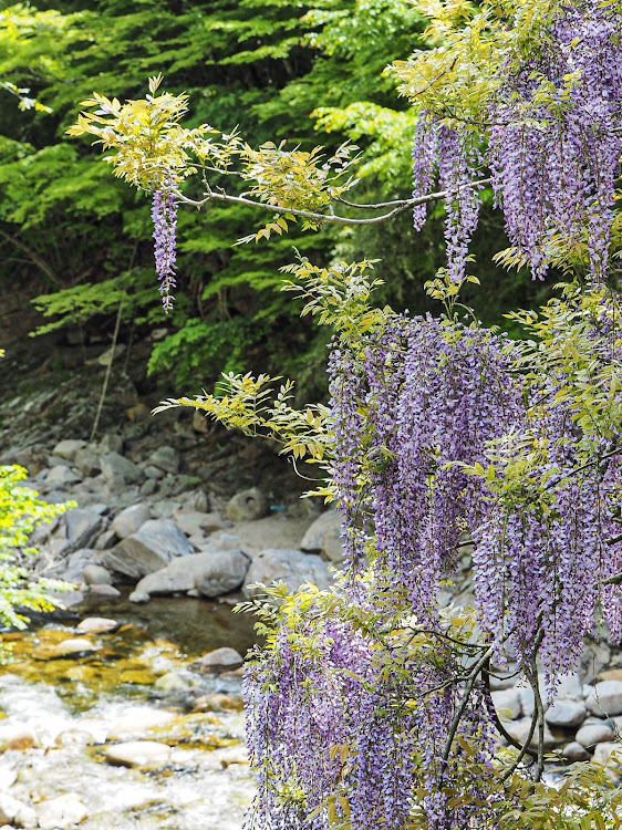 エブリイワゴンのエブリィワゴン・藤の花・茶臼山・たまにゃ〜美味いモン食わんと 笑笑・何処かでMTでもあったのかな？に関するカスタム事例の投稿画像8枚目