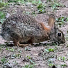 Cottontail Rabbit