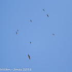 Griffon Vulture; Buitre Leonado