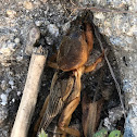 European mole cricket; Grillotopo