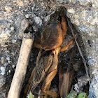 European mole cricket; Grillotopo