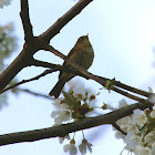 Wood Warbler