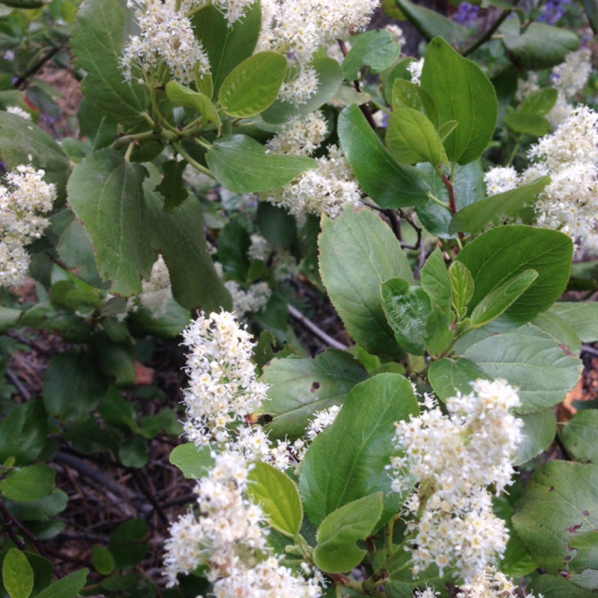 Redstem ceanothus