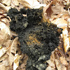 Sooty Mold Fungus