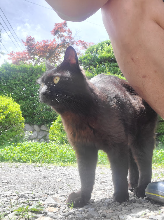ツインのタイヤ、ホイール交換・ねこに関するカスタム事例の投稿画像4枚目