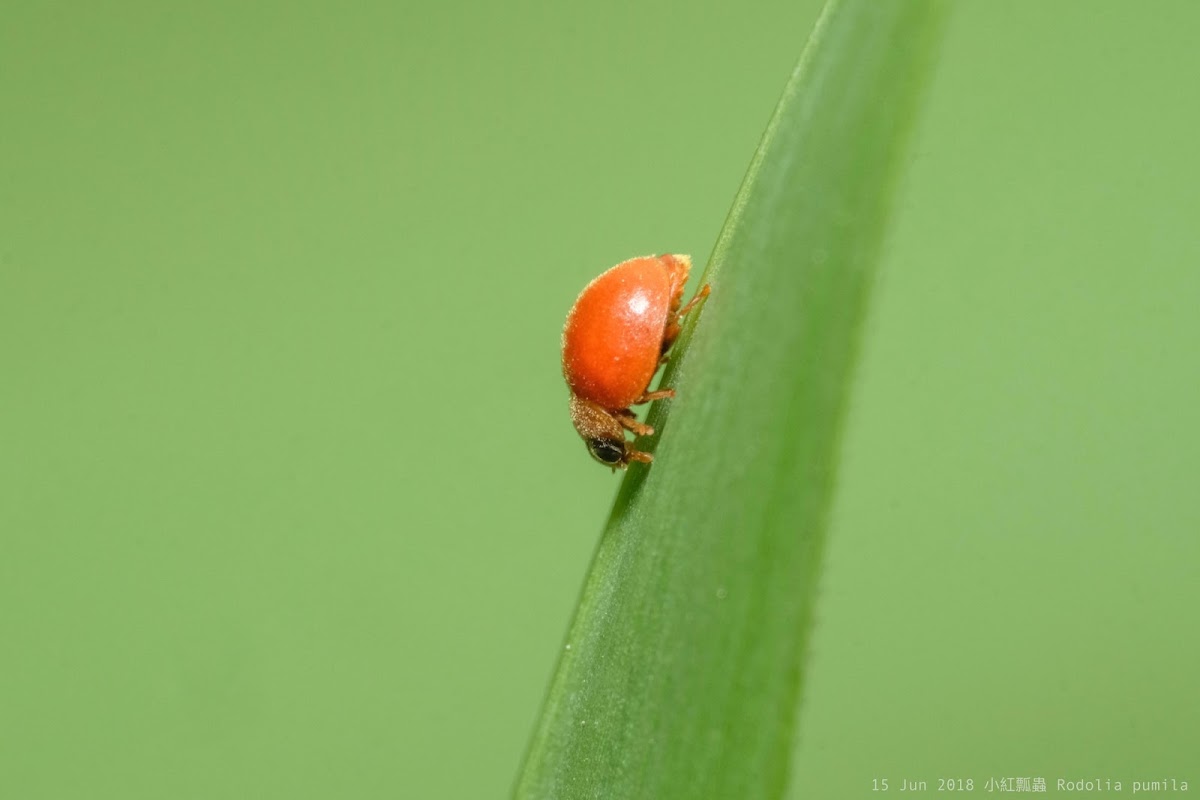 Rodolia pumila 小紅瓢蟲