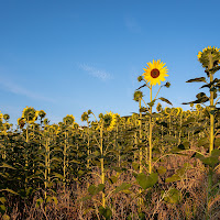 L'eretico (ribelle al dio sole) di 