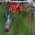 Magnificent Hummingbird