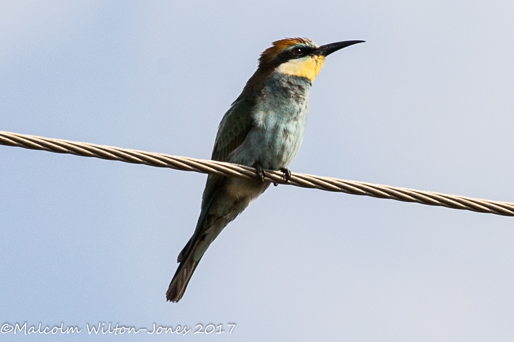 Bee-eater; Abejaruco