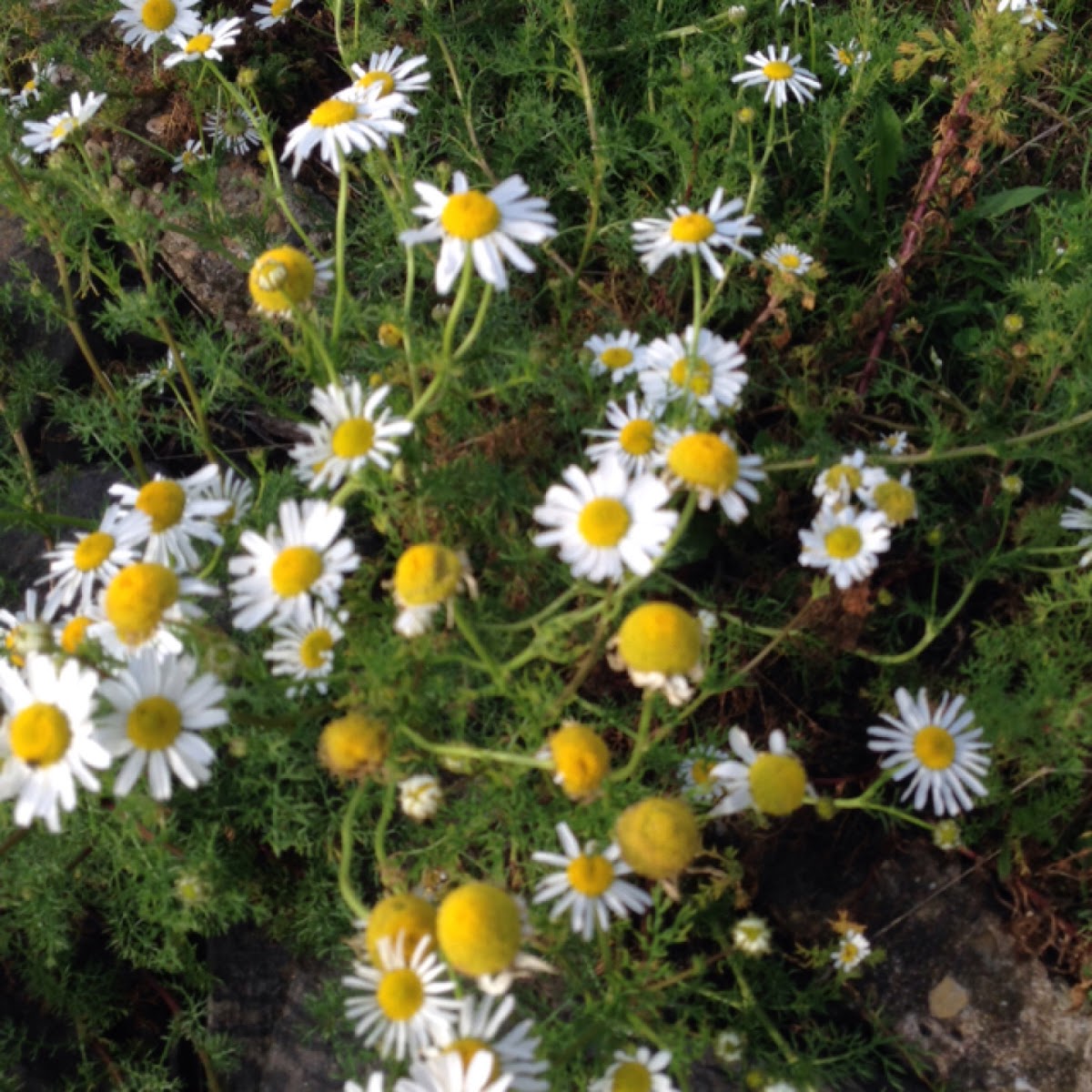 False chamomile