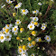 False chamomile