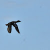 Blue-winged Teal