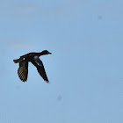 Blue-winged Teal