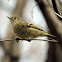 Ruby-crowned Kinglet