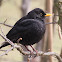 Common blackbird