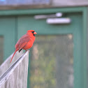 Northern Cardinal