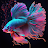 Betta Fish Wallpaper icon