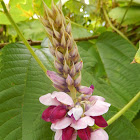 Japanese Arrowroot