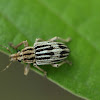 weevil