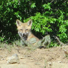 Red Fox