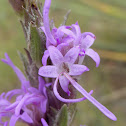 Dotted Blazing Star