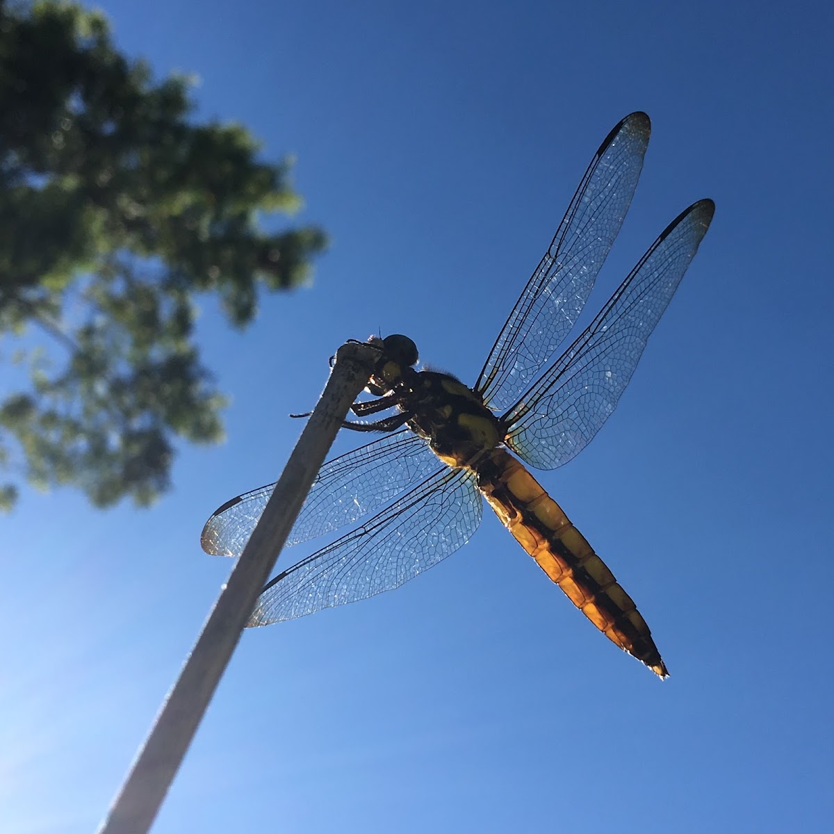 Dragonfly