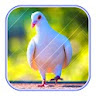 Cute Pigeon wallpaper icon