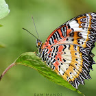 Leopard Lacewing