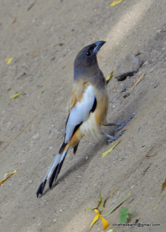 Rufous Treepie