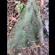 Prickly Pear cactus