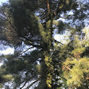 Pine tree