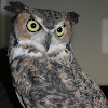 Great Horned Owl