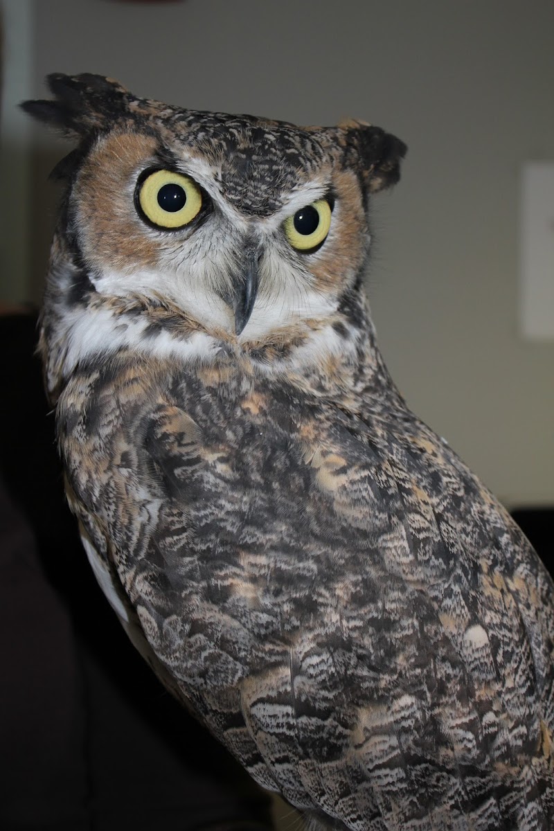 Great Horned Owl