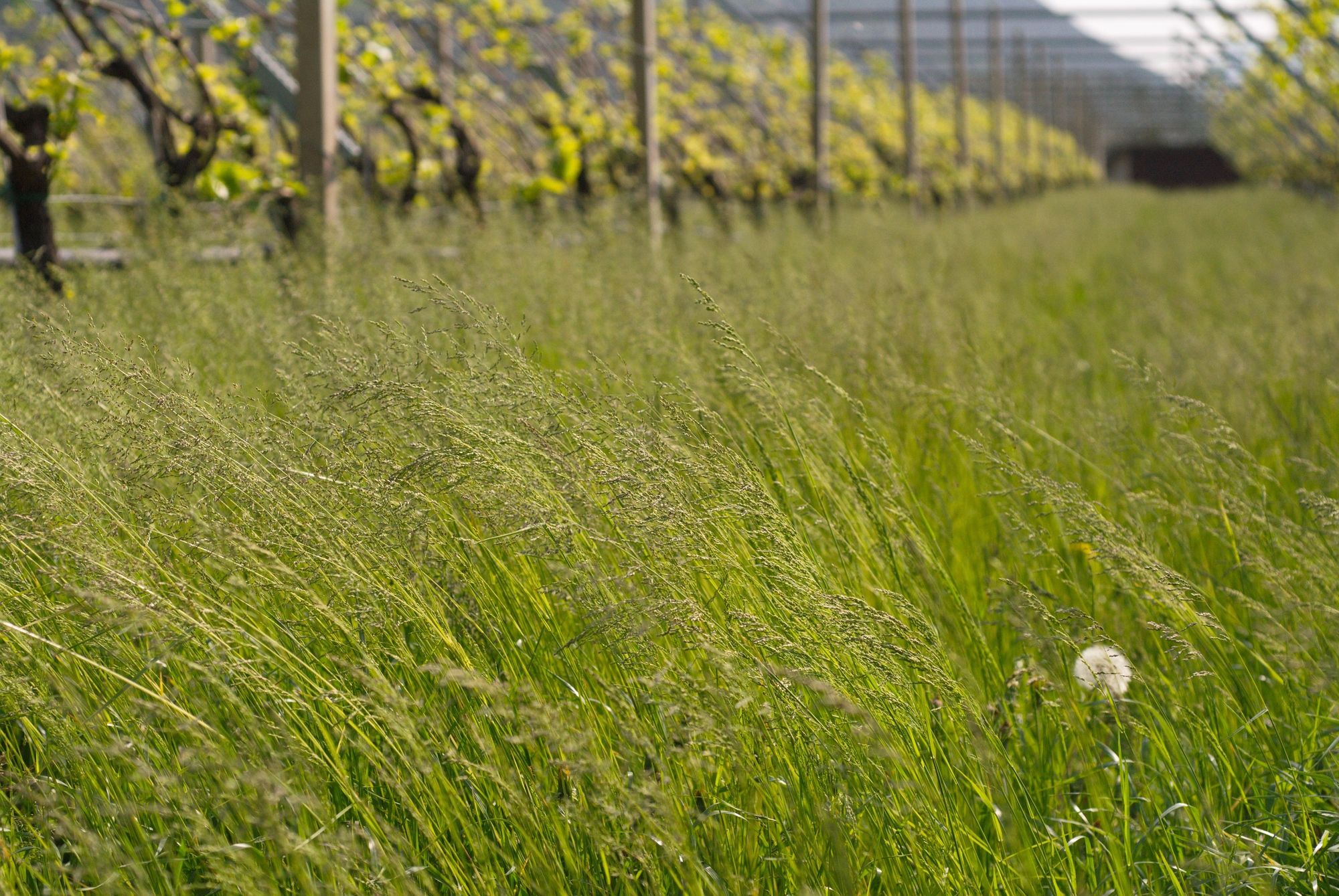 Vento di primavera di -Os-