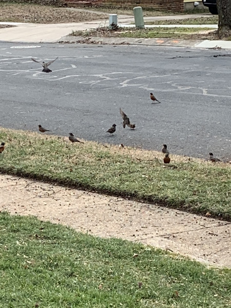 American Robin