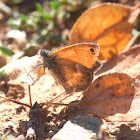 Small Heath Butterfly