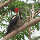 Lineated Woodpecker