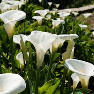 【竹子湖】苗榜花園餐廳