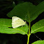 Large white (πιερίς του λαχάνου)