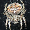 Cat-faced Spider