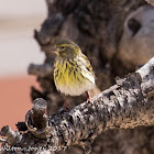 Serin; Verdecillo