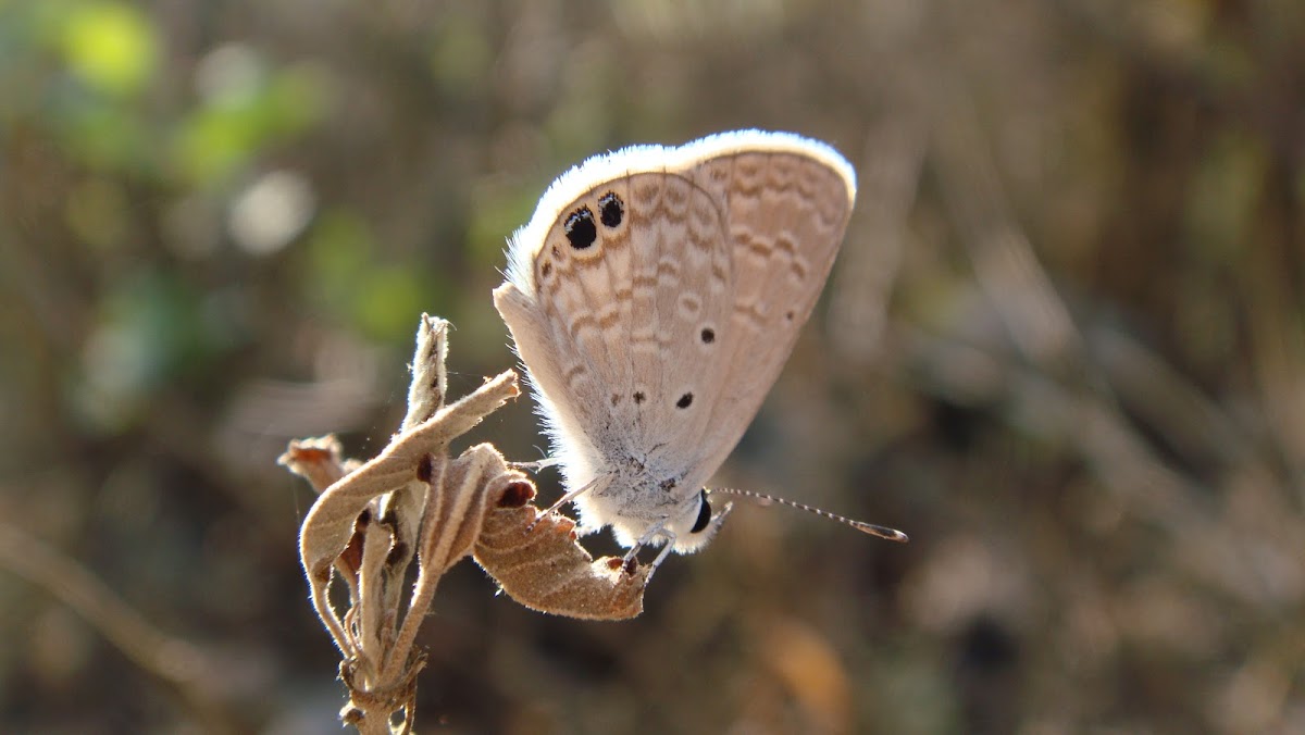 Ceraunus blue