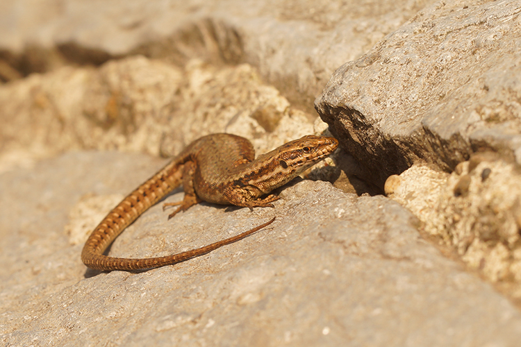 Podarcis muralis