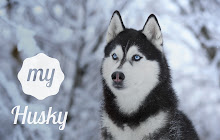 My Husky - Cute Dog & Puppy HD Wallpapers small promo image