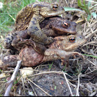 Common toad