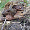 Common toad