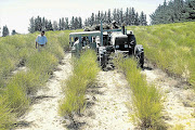 A farmer harvests rooibos in the Cape. The lack of a proper legal framework in South Africa to protect the crop is hampering efforts to register rooibos as a geographical indication (GI) in Europe