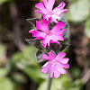 Cut-leaved Crane's-bill